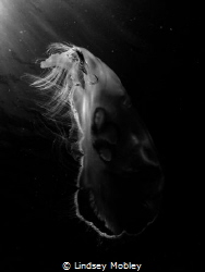 B & W Moon Jelly in Key Largo by Lindsey Mobley 